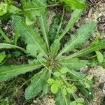 Crepis mollis Blad