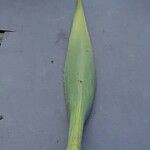 Eryngium yuccifolium Blad