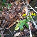 Aichryson divaricatum Hoja