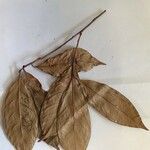 Chrysophyllum pomiferum Hoja