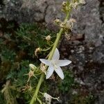 Campanula pyramidalis Flor