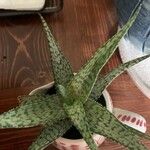 Aloe rauhii Лист