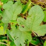 Rubus moluccanus Foglia