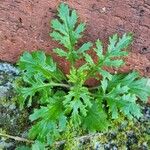 Senecio sylvaticus Plante entière