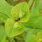 Euphorbia platyphyllos Blomst