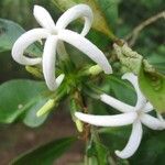 Psychotria macroglossa Blomma