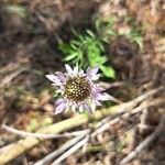 Scabiosa atropurpureaЦвят