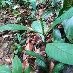 Justicia refractifolia Hoja