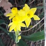 Narcissus assoanus Lorea