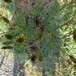 Bidens bipinnata Ffrwyth
