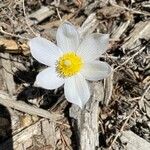 Pulsatilla occidentalis Flower