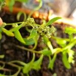 Chenopodium ficifoliumFlower