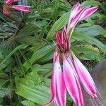 Crinum zeylanicum 花