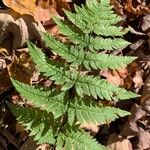 Dryopteris intermedia Hoja