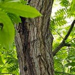Pterocarya stenoptera Кара