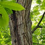 Pterocarya stenoptera Bark