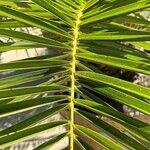 Phoenix canariensis Hoja