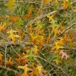 Quercus palustris Blatt