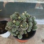 Mammillaria vetulaFolla