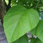 Catalpa speciosa Φύλλο
