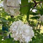 Viburnum macrocephalum Flor