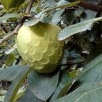 Annona cherimola Owoc