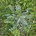 Verbascum sinuatum অভ্যাস