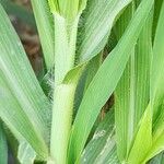 Panicum miliaceum Bark