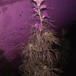 Delphinium fissum Květ