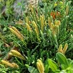 Diphasiastrum complanatum Mbuma