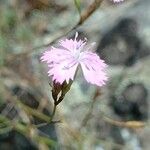 Dianthus graniticusКвітка