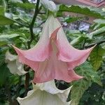 Brugmansia suaveolens Kvet