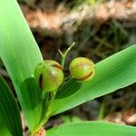 Maianthemum stellatum Frukto