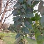 Nyctanthes arbor-tristis Feuille