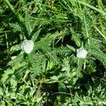 Achillea setacea Beste bat