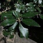 Quercus ilex ᱥᱟᱠᱟᱢ