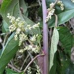 Chamissoa acuminata その他の提案