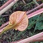 Sarracenia flava Likasa