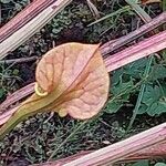 Sarracenia flava Folha