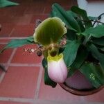 Paphiopedilum victoria-regina 花