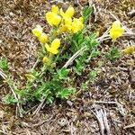 Cytisus decumbens Habitus