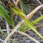 Gentianopsis ciliata Leaf