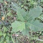 Quercus bicolor पत्ता