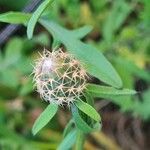 Centaurea aspera Vrucht