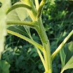 Helianthus petiolaris Bark