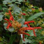 Salvia regla Lorea