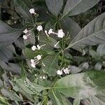 Rauvolfia serpentina Flower