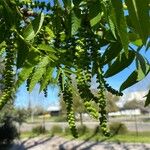 Juglans californica 花