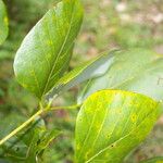 Erythrina globocalyx 叶