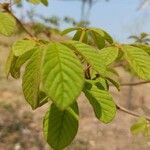 Handroanthus ochraceus Leaf